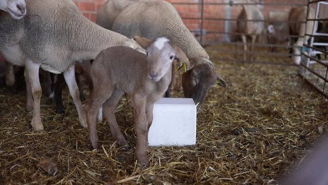 Sheep licking salt block. Agriculture farm scene. Essential lick minerals for animals. Animal life.