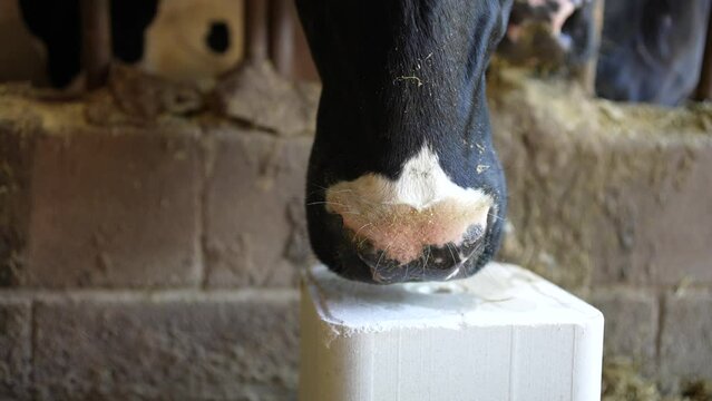 Cow lick salt block. Animal farm salt cubes. Close up shot. Detail tongue licking product. Mineral lick.