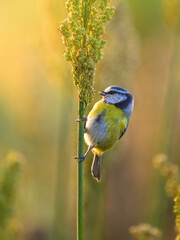 Blaumeise (Cyanistes caeruleus) auf einer Pflanze