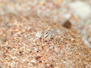 Small jumping spider camouflaged in the sand on the beach. Genus Pseudomogrus. Species unknown to science.