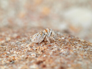 Small jumping spider camouflaged in the sand on the beach. Genus Pseudomogrus. Species unknown to science.