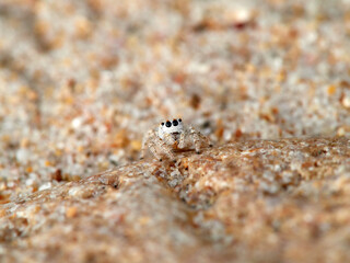 Small jumping spider camouflaged in the sand on the beach. Genus Pseudomogrus. Species unknown to science.