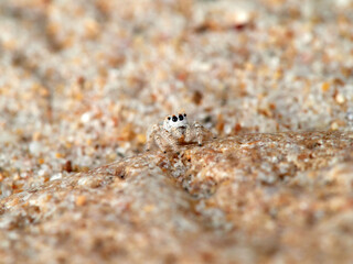 Small jumping spider camouflaged in the sand on the beach. Genus Pseudomogrus. Species unknown to science.