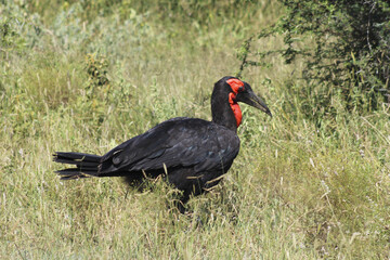 Southern Ground Hornbill, South Africa