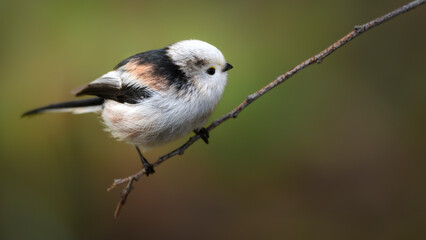 Schwanzmeise (Aegithalos caudatus)