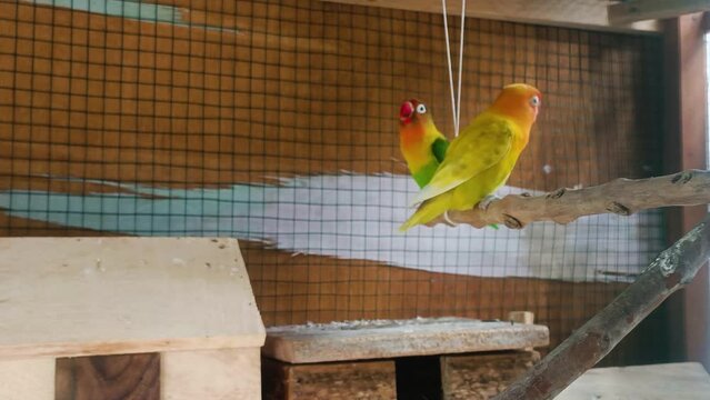 two colorful birds are chatting
