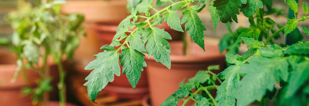 Close Up Of Tomato Plant Leaves Growing On Ceramic Pots On A Vegetable Garden In Balcony Of Town Apartment. Urban Sustainable Organic Garden Concept.