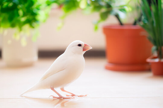放し飼いの白文鳥のオス