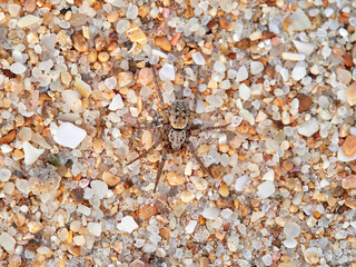 Hunting spider in beach sand. Berlandina plumalis