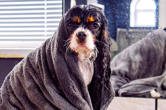 spaniel dog in a towel on grooming