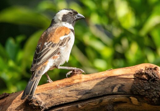 Male Cape sparrow seen from behind