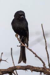 Fork-tailed Drongo (Mikstertbyvanger) (Dicrurus adsimilis) in the Kgalagadi Transfrontier Park, Kalahari