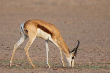 Naklejka na ściany i meble Springbok (Antidorcas marsupialis) in the Kgalagadi Transfrontier Park