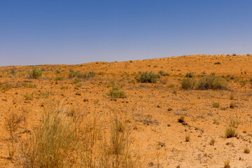 Fototapeta na wymiar Arid Kalahari Landscape, upper dune road in the Kgalagadi Transfrontier Park