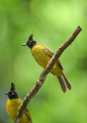  Black-headed Bulbul ( Brachypodius atriceps ) on branch birdwatching in the forest 