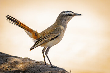 Kalahari scrub robin (Kalahari wipstert) (Cercotricha paena) at Dikbaardskolk in the Kgalagadi Transfrontier Park, Kalahari - obrazy, fototapety, plakaty