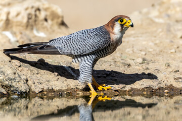 Lanner Falcon (Edelvalk) (Falco biarmicus) at Cubitje Quap in the Kgalagadi Transfrontier Park,...