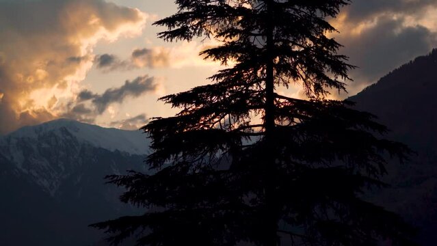 4K shot of Pine tree in front of snow covered Himalayan mountains during the sunset at Manali in Himachal Pradesh, India. Tree in front of snowy mountains during the winter season in Himachal.