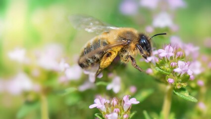 closeup on a honey bee pollinating white flowers of thyme in a garden on blurred background in springtime.