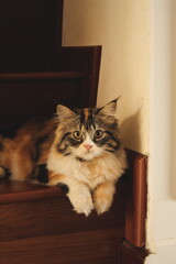 Cat Sitting Down On stairs