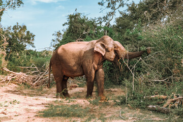 Safari trip.Wildlife safari.Eco travel in the jungle with wild animals elephants.Tropical tourism in the wild life of elephants.Road trip jungle,eco safari.Elephant wild life