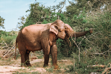 Safari trip.Wildlife safari.Eco travel in the jungle with wild animals elephants.Tropical tourism...