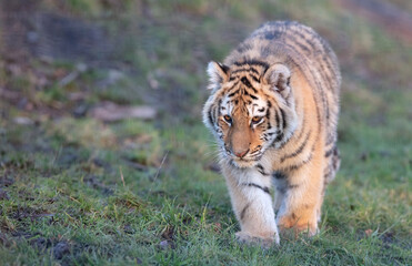 Junior amour tiger on the green grass