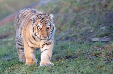 Junior amour tiger on the green grass