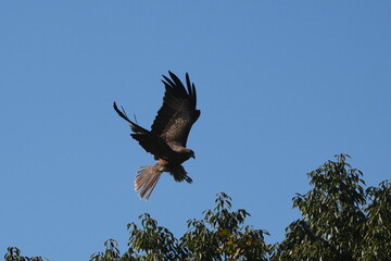 black kite in a field