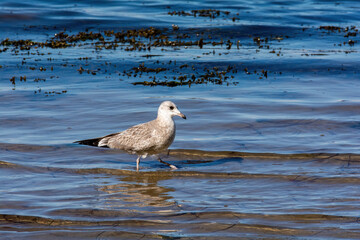 A seagull stands in the sea water