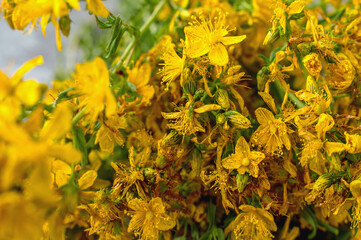 medicinal herb St. John's wort is prepared for drying. twigs and dried flowers of St. John's wort on a gray background. Close-up
