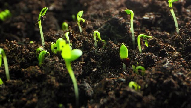 Timelapse of grain germination from the ground into a plant. Cultivation of agricultural crops. Ripening rumex from the ground. High quality 4k footage