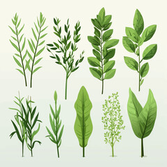 plant, leaf, green, isolated, white, nature, herb, bamboo, leaves, branch, tree, food, growth, fresh, spring, dill, rosemary, twig, stem, foliage, spice, vector, floral, flora, natural