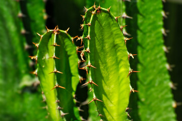 close up of cactus