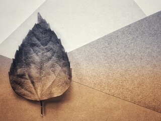 gray scale golden, Single leaf on the paper
