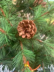 Christmas's tree branches with big pine cones, Pine cones on the green Christmas tree as background