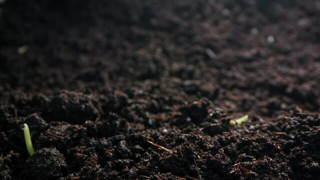 Timelapse background video of growing and sprouting wheat from the ground. The sprout of a blade of grass grows, the agricultural cultivation of cereals, the appearance of new life in nature. 