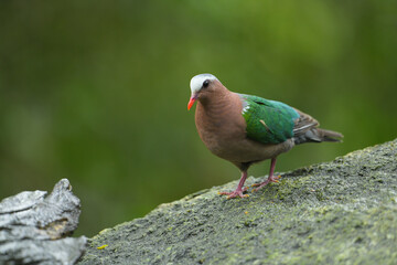 Common Emerald Dove ( Chalcophaps indica) on stone birdwatching in the forest
