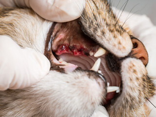 Examination of gum healing in a cat's mouth on the second day after removal of rotten, diseased...