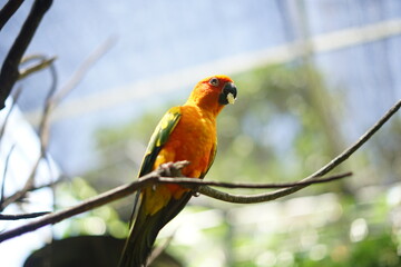 red and yellow macaw