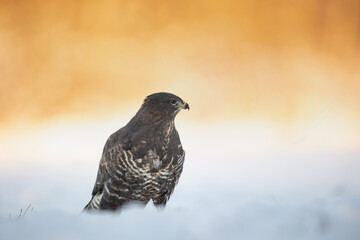 landing Common buzzard Buteo buteo in the fields in winter snow, buzzards in natural habitat, hawk bird on the ground, predatory bird close up winter bird