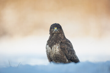 landing Common buzzard Buteo buteo in the fields in winter snow, buzzards in natural habitat, hawk...