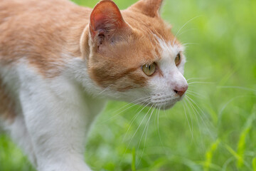 歩く猫　茶トラ白