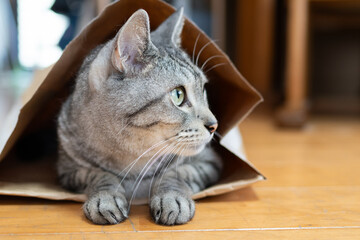 紙袋に入った猫　サバトラ猫