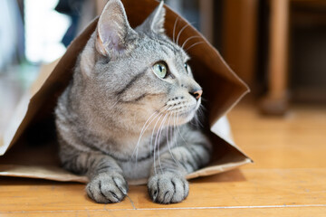 紙袋に入った猫　サバトラ猫