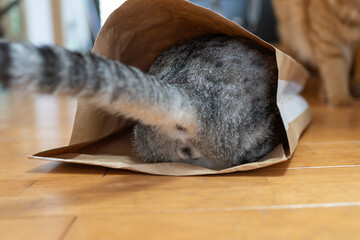紙袋に入った猫のお尻　サバトラ猫