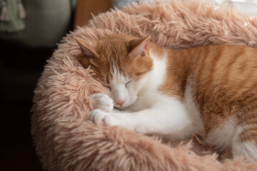 眠る猫　茶トラ白