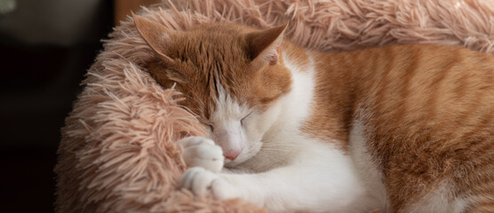 眠る猫　茶トラ白