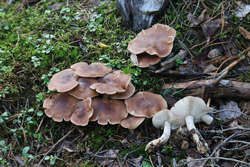 Bitter false funnelcap, Leucopaxillus gentianeus, also called  Leucopaxillus amarus, also known as...