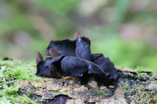 Ionomidotis irregularis, black cup fungus growing on grey alder in Finland, no common English name